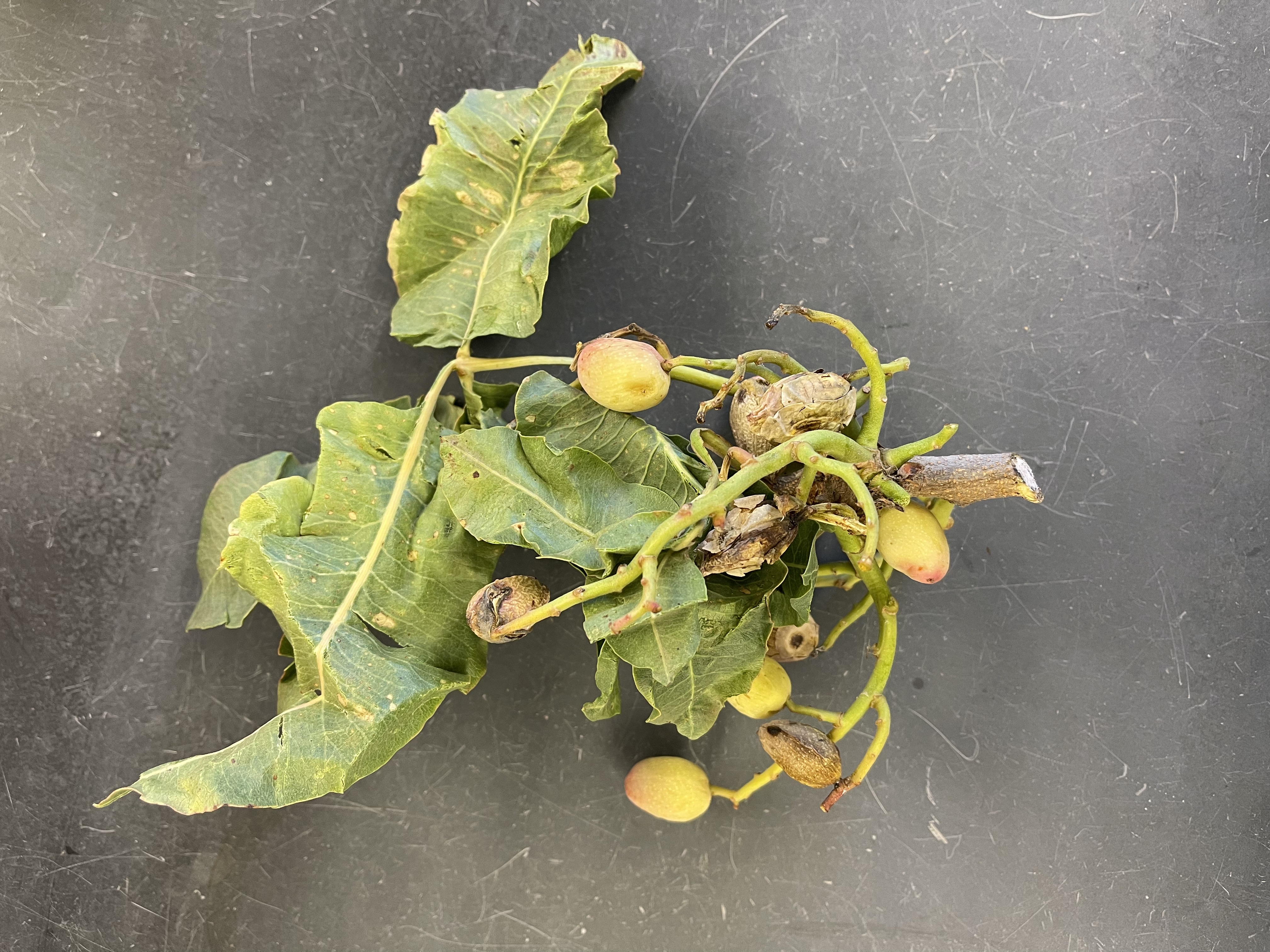 Pistachio plants with nuts, showing early signs of infection, collected for disease diagnosis.